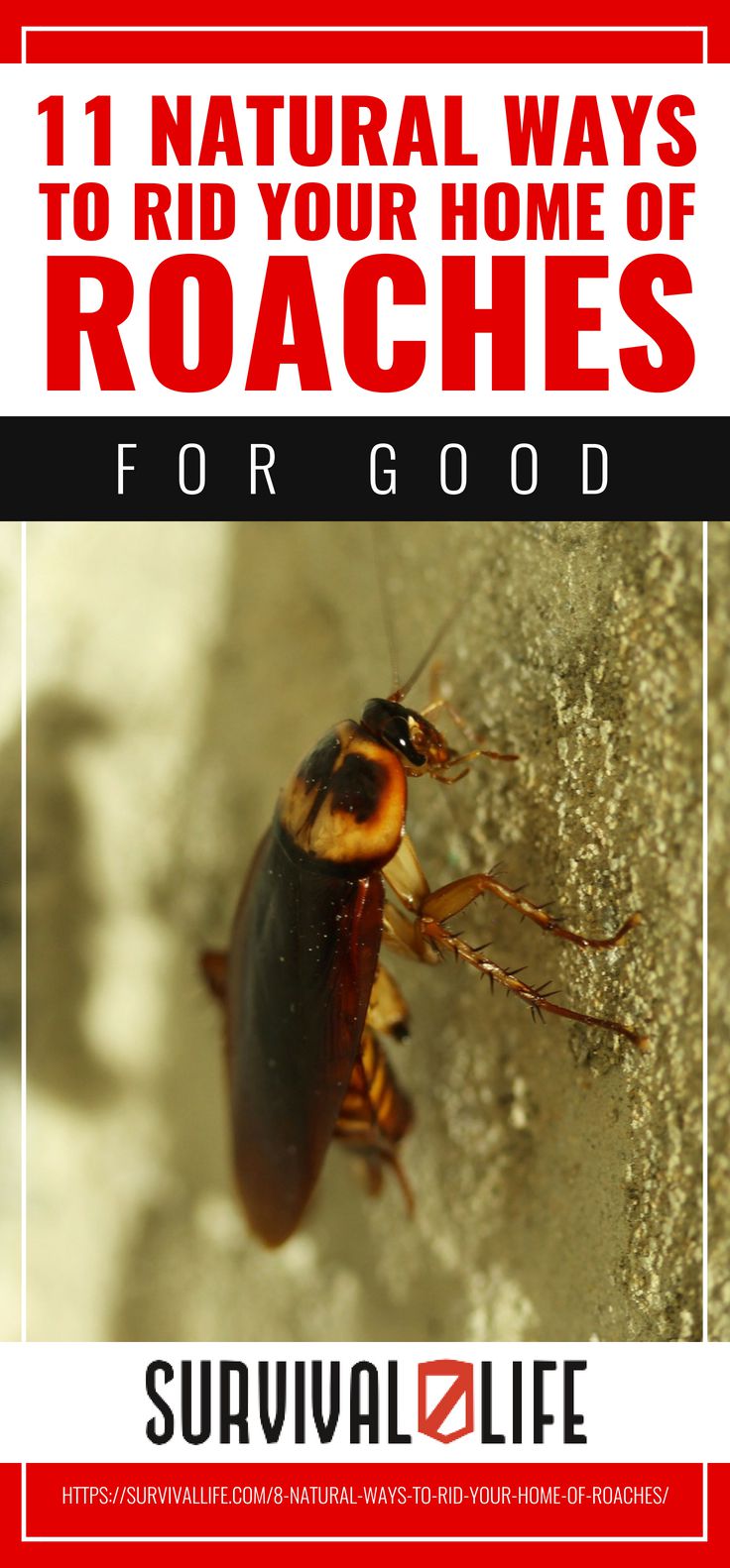 Natural Ways To Rid Your Home Of Roaches For Good | https://survivallife.com/8-natural-ways-to-rid-your-home-of-roaches/