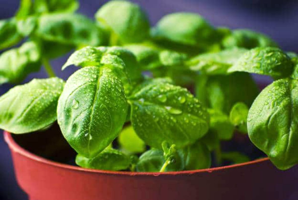 Basil plant pot | Incredible Medicinal Herbs For Your Indoor Garden