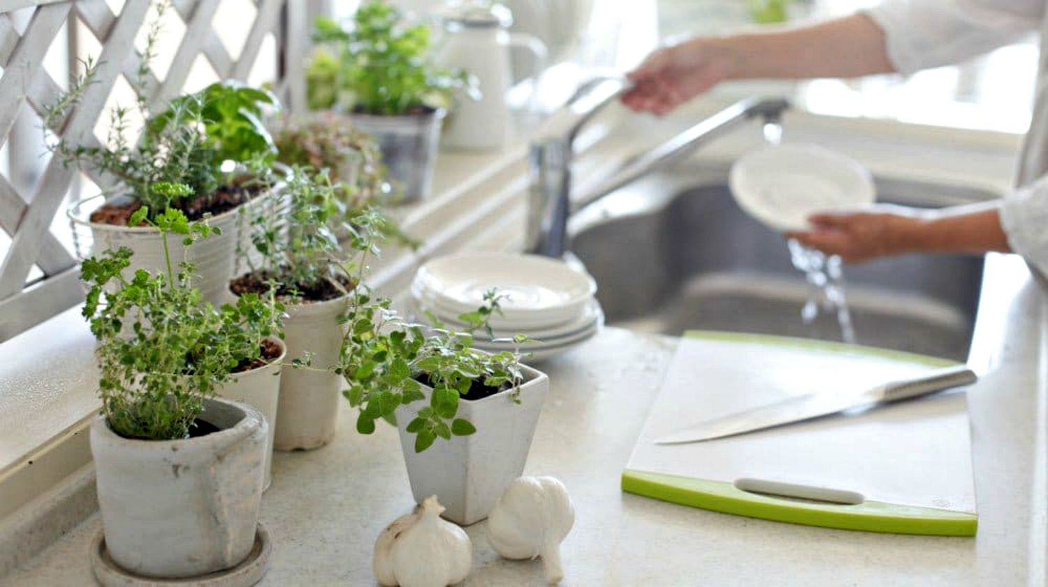 Feature | Herbs plants inside the house | Incredible Medicinal Herbs For Your Indoor Garden