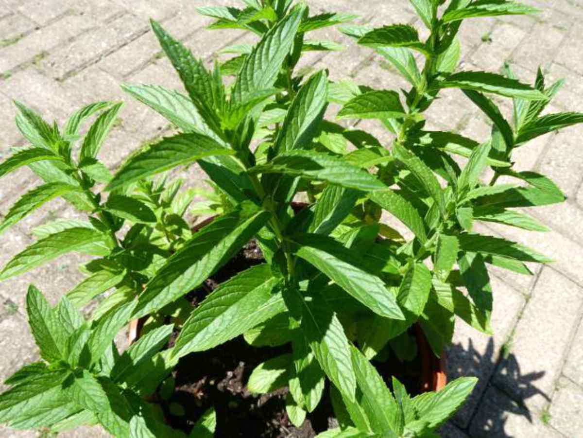 Peppermint plant | Incredible Medicinal Herbs For Your Indoor Garden