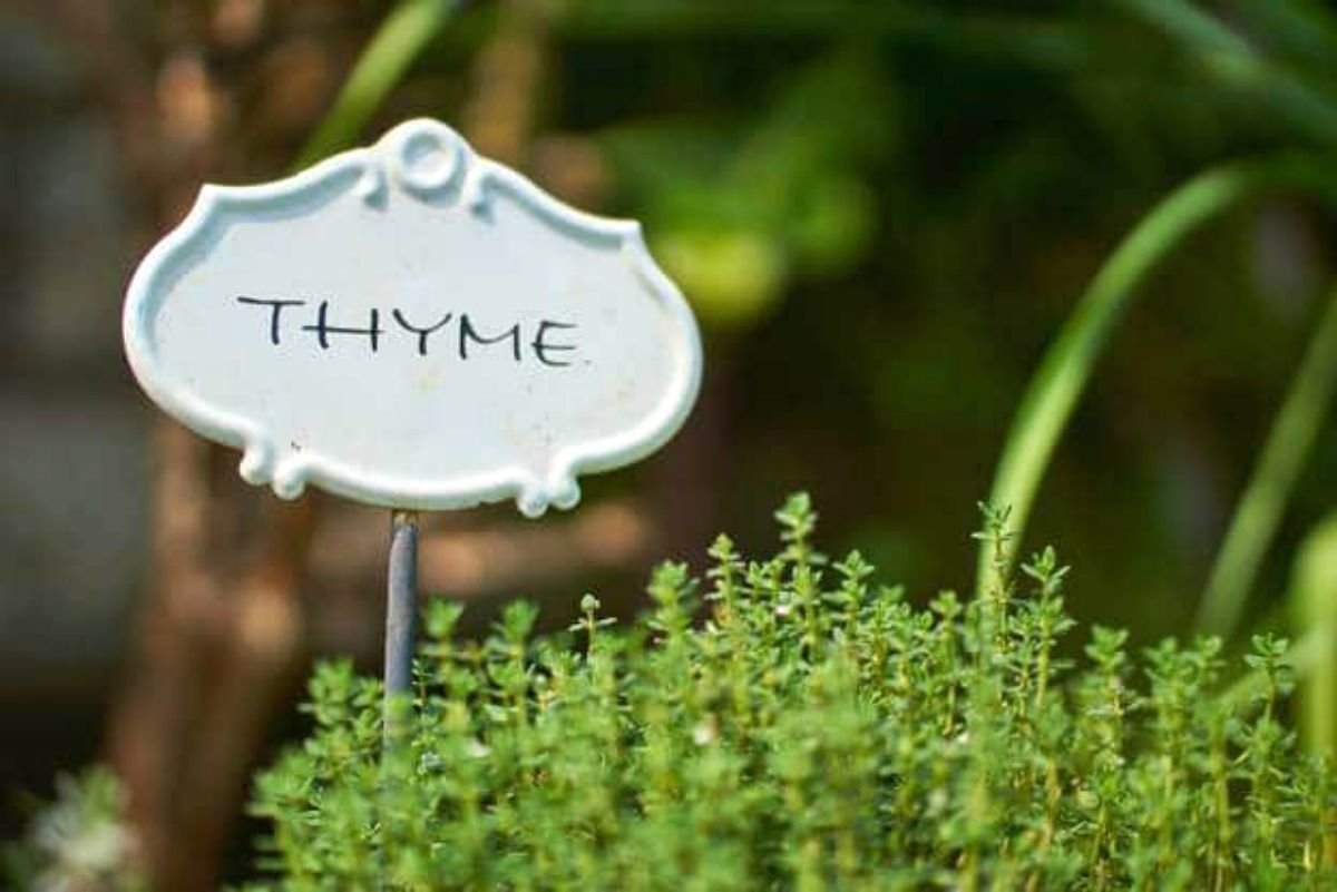 Thyme plants | Incredible Medicinal Herbs For Your Indoor Garden 