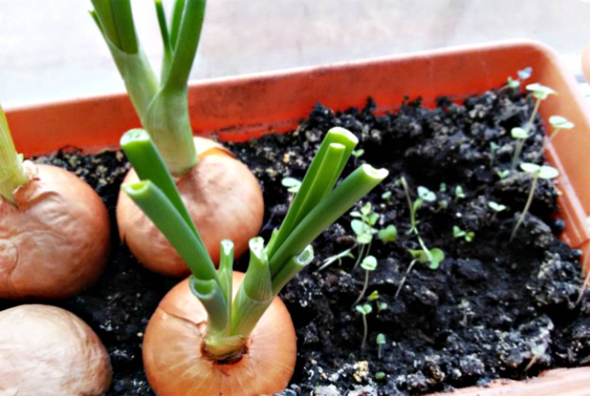 Green onion grow in a container | Container Gardening Tips For Preppers And Survivalists