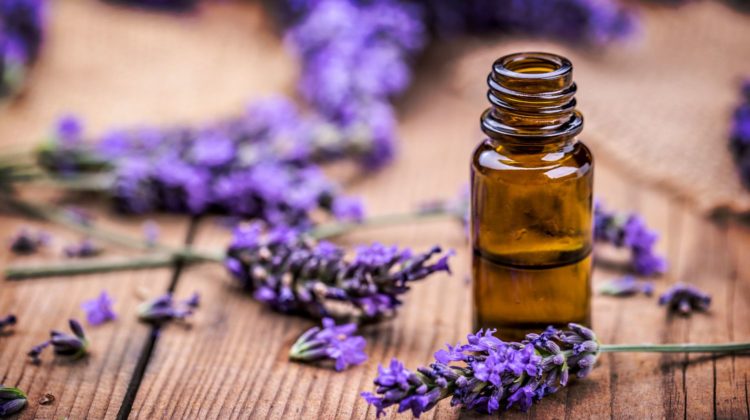 Lavender Oil Uses For Survival | Essential Oils