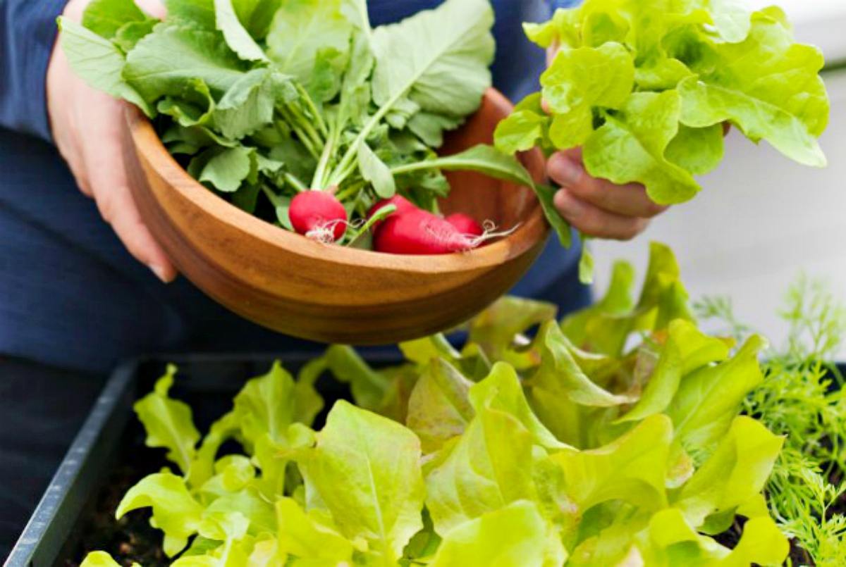 Radish in wooden bowl | Container Gardening Tips For Preppers And Survivalists