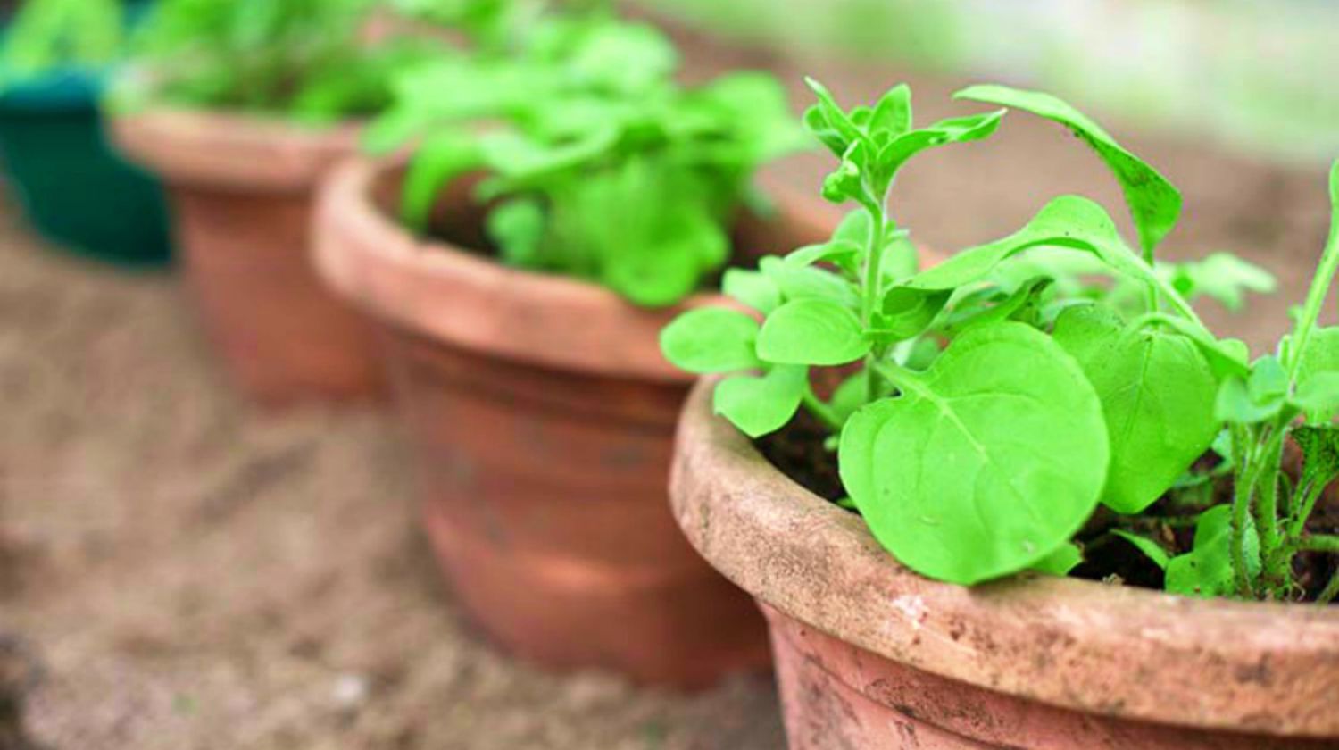 Feature | Plant in a brown pot | Container Gardening Tips For Preppers And Survivalists