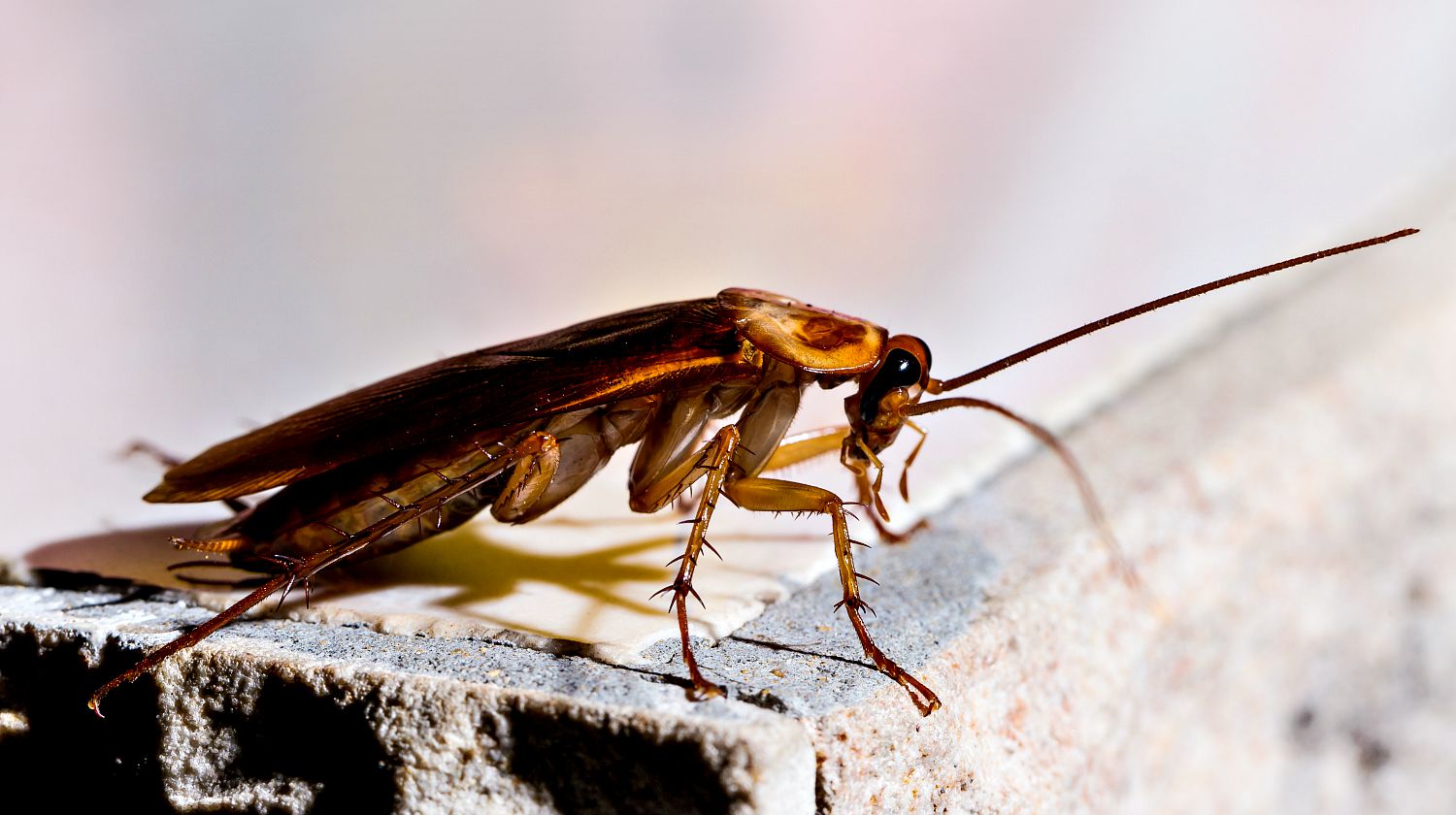 Featured | Red cockroach on the wall at night | Natural Ways To Rid Your Home Of Roaches For Good