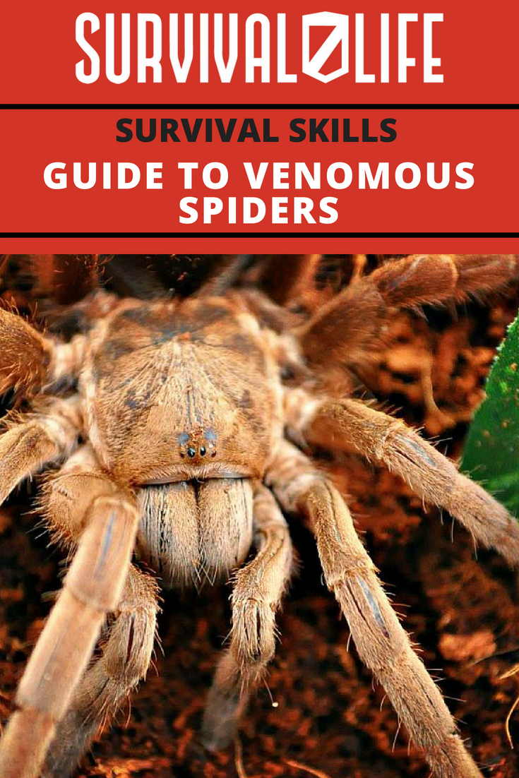 Survival Skills | Guide To Venomous Spiders | https://survivallife.com/venomous-spiders-guide/