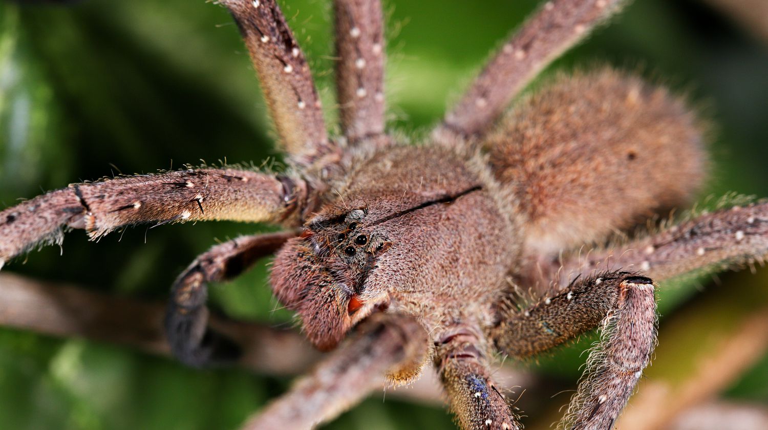 Brazilian wandering spider | Survival Skills | Guide To Venomous Spiders | Featured