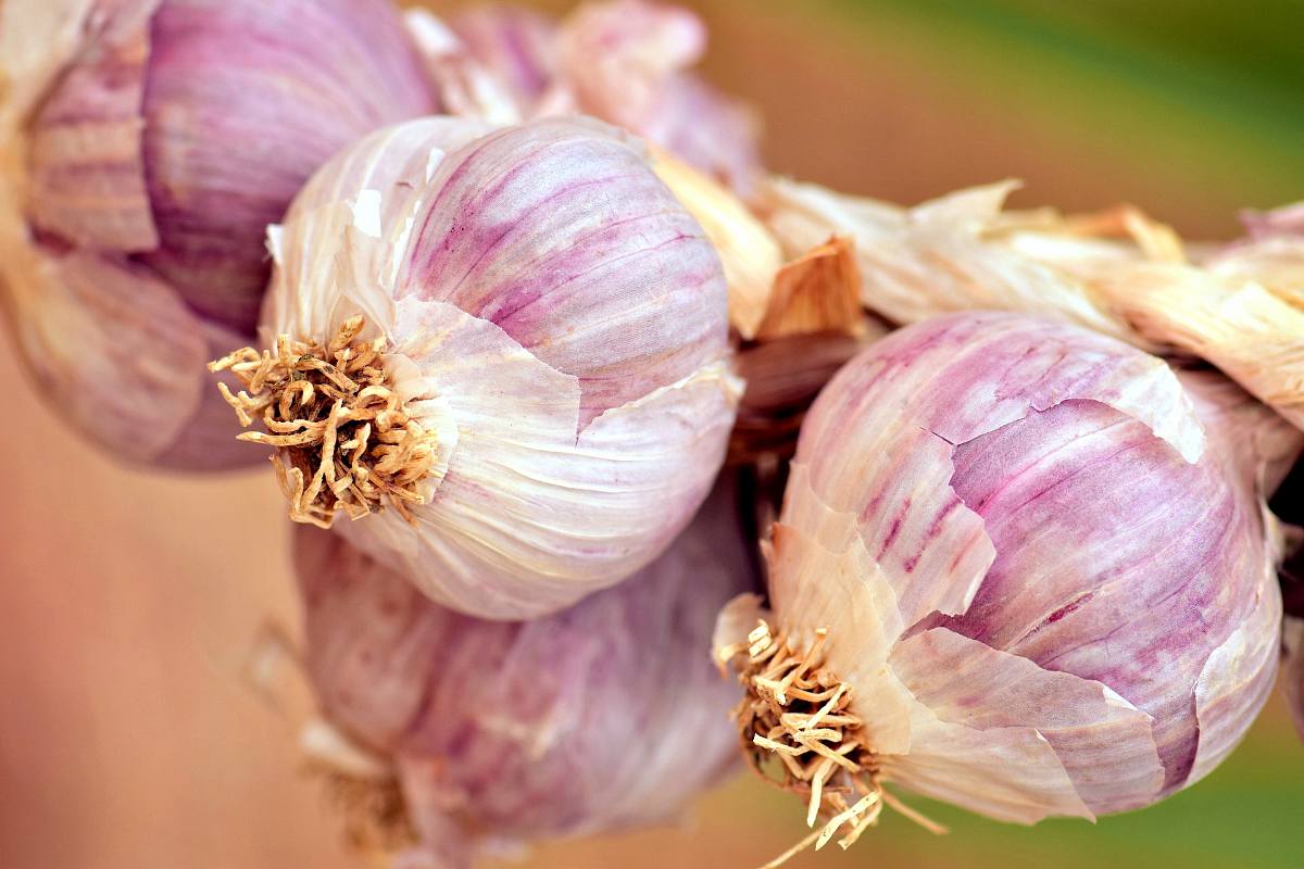 Garlic | Chicken And Duck Keeping | Top Natural Remedies For Your Sick Flock