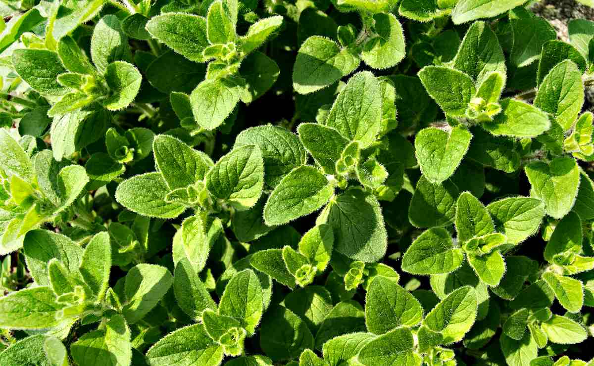 Oregano leaves | Chicken And Duck Keeping | Top Natural Remedies For Your Sick Flock