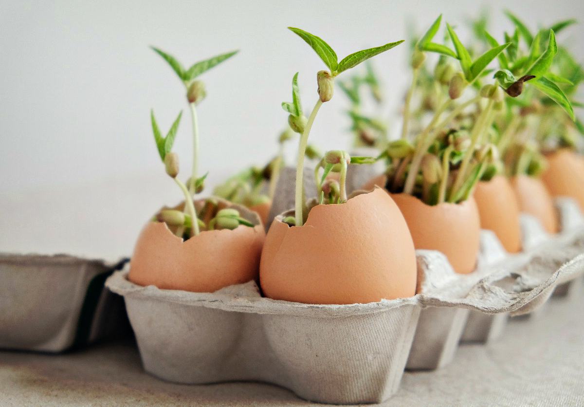 Seed in eggshells | Egg Carton Seedlings