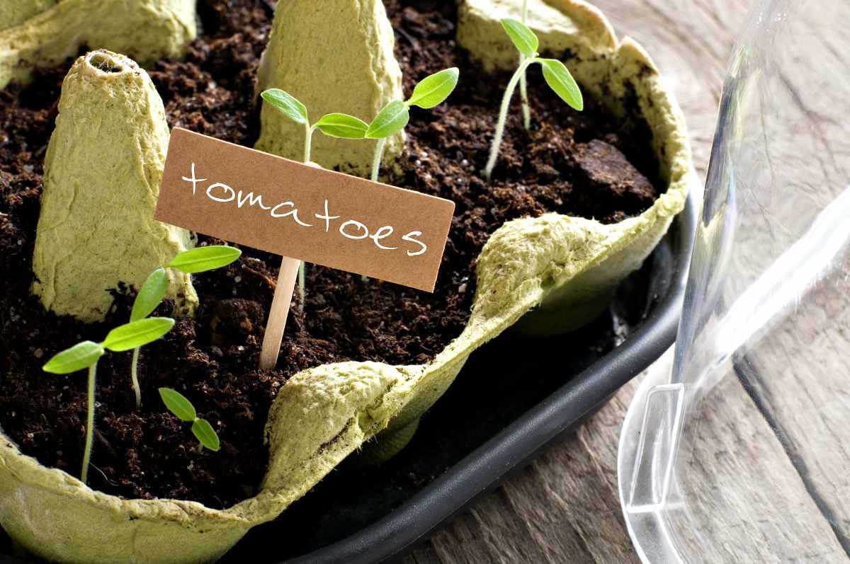 Tomato seedlings in mini-greenhouse | Egg Carton Seedlings