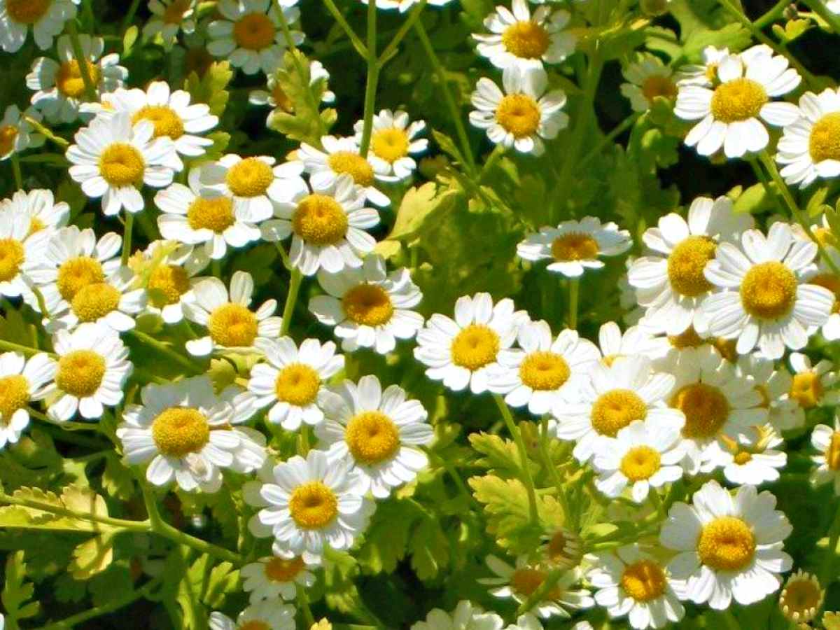 Feverfew flower | The Top Ultimate Medicinal Herbs For Your Bug Out Bag