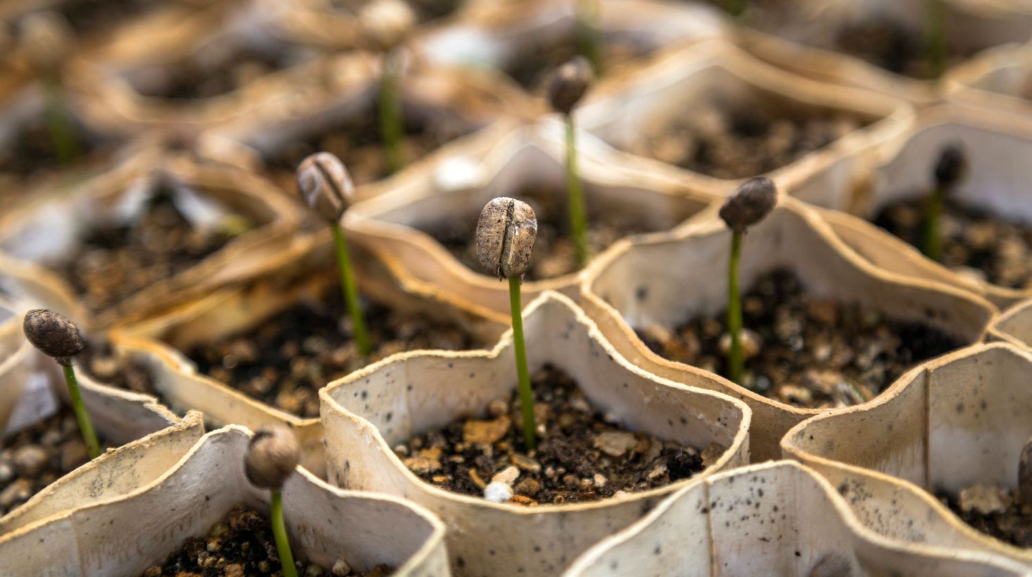 Feature | Fresh seedling growing in a pot | DIY Seedling Greenhouse Ideas