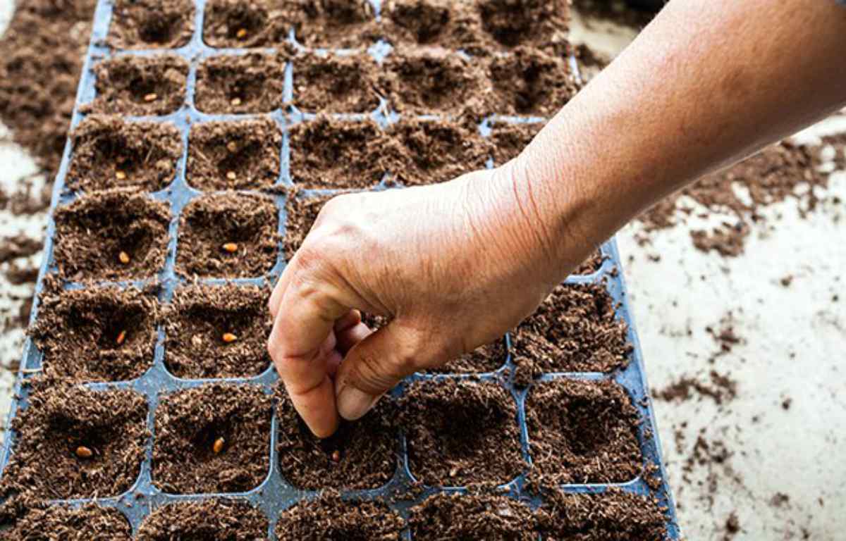 Planting seeds in small tray | Important Trades for Survival