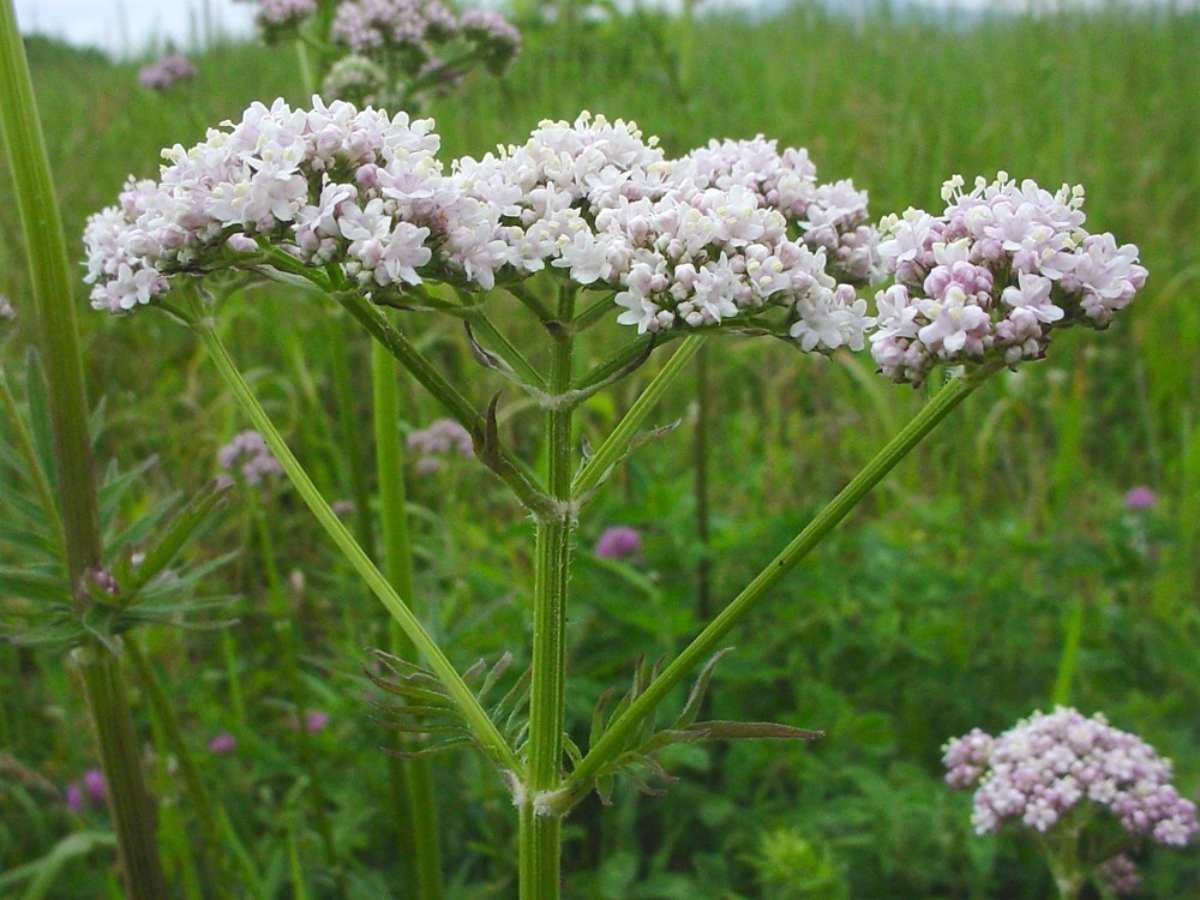 Valerian root flower | The Top Ultimate Medicinal Herbs For Your Bug Out Bag