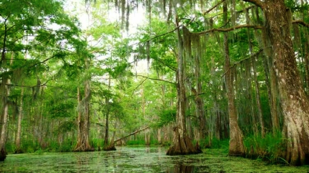 Feature | How to Survive in the Swamp | survive game tips hunting