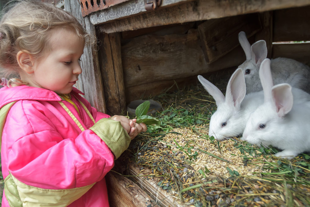 Sustainable Food Benefits | Rabbits: Sustainable Food Source