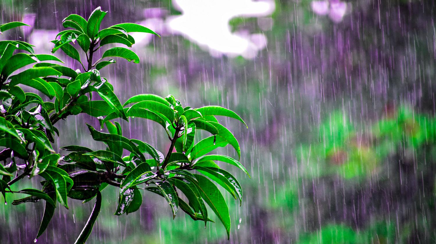 plant with green leaves in the rain | How Camping In The Rain Can Prepare You For A Disaster | Featured