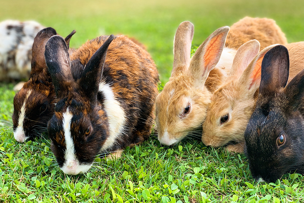 Rabbits: Sustainable Food Source