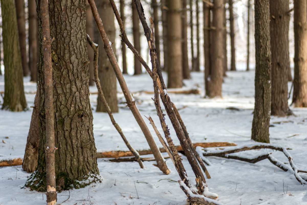 Wood sticks leaning in pine tree forest | Survival Uses Of Pine Resin