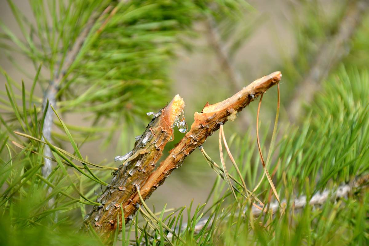 Pine tree drop  Survival Uses Of Pine Resin