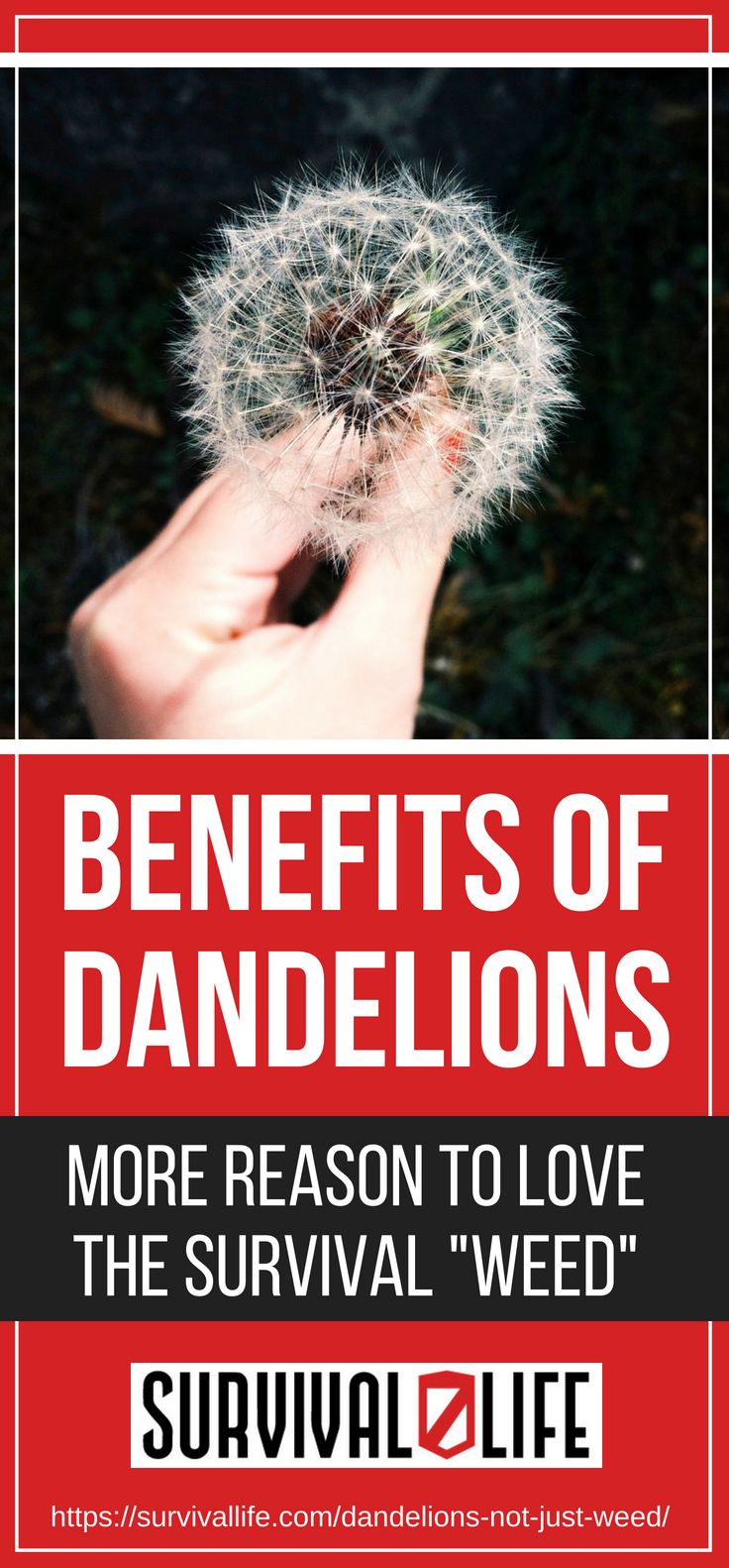 Placard | Benefits Of Dandelions | More Reasons To Love The Survival "Weed"