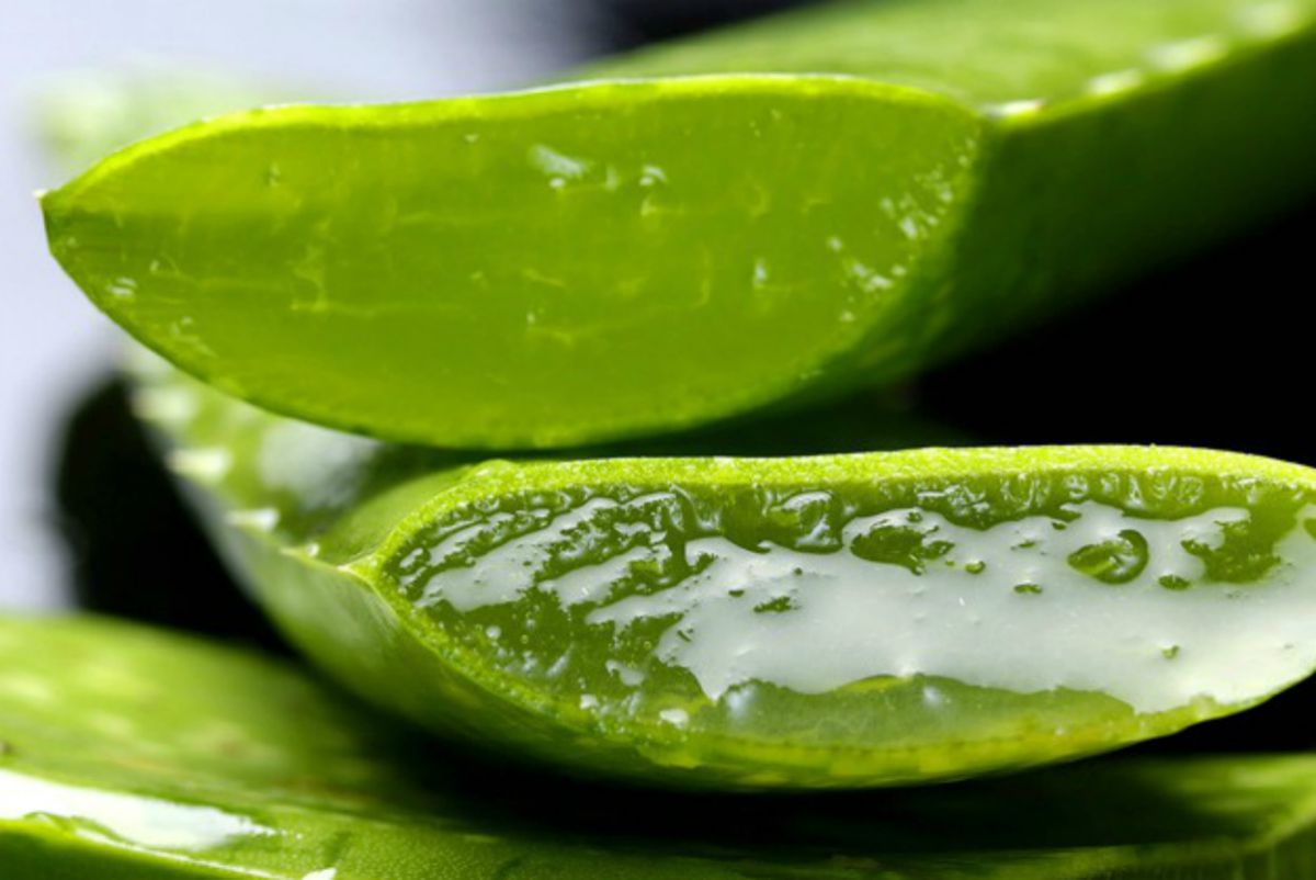 close up cut of Aloe Vera | Top Beard Wash Ingredients and What They Do