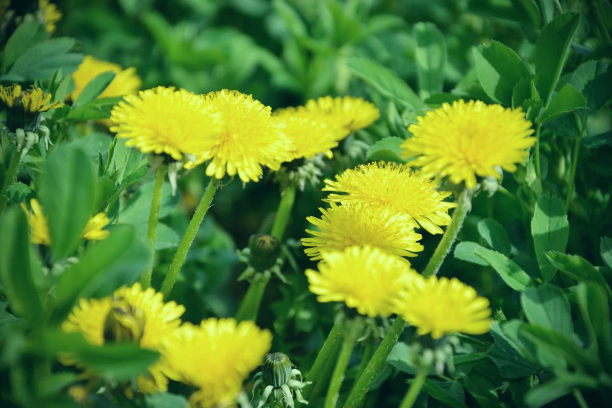 Focus Yellow Dandelions | Benefits of Dandelions | More Reason To Love The Survival "Weed"