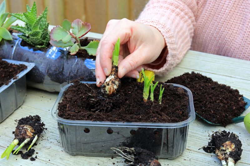 female-gardeners-hand-planting-flower-bulb | Greenhouses