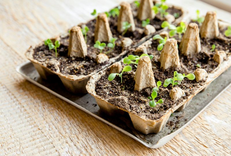 small-plats-growing-carton-chicken-egg | seedlings