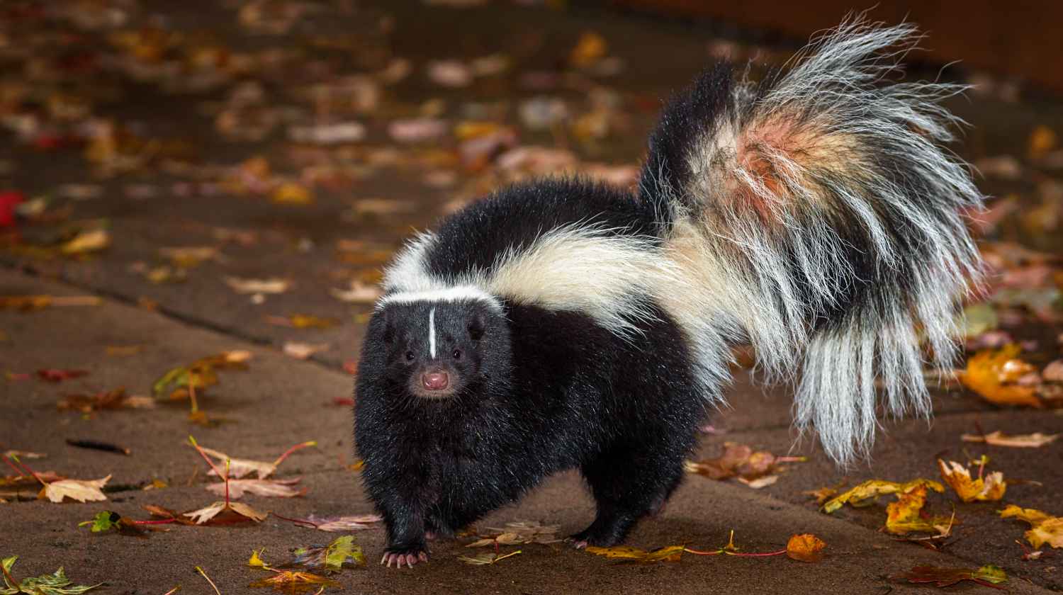 Feature | Skunks | How To Deter Skunks With These 7 Reliable Steps
