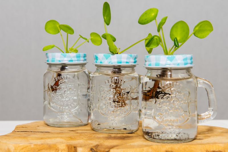 three-plants-standing-jars | seedling jar
