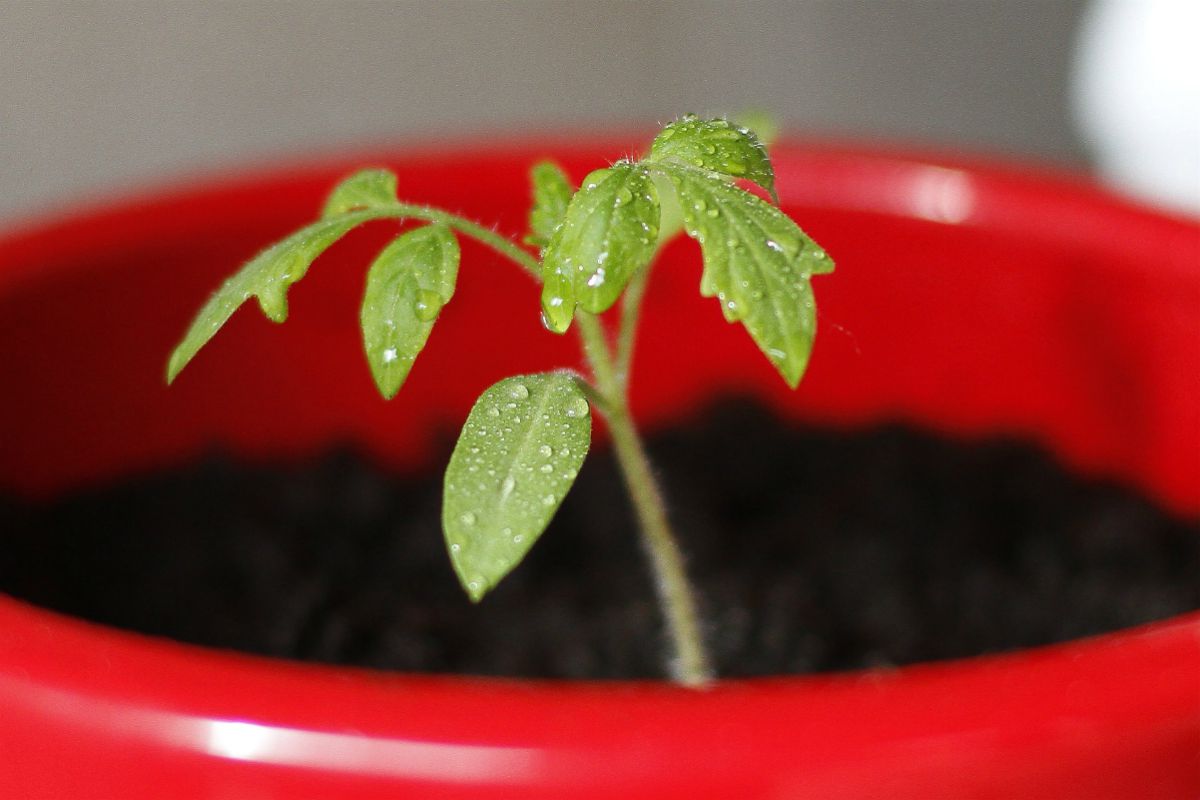 Grow Tomato Seedlings in a Pot | Gardening Tips and Tricks You Can Use Right Now!