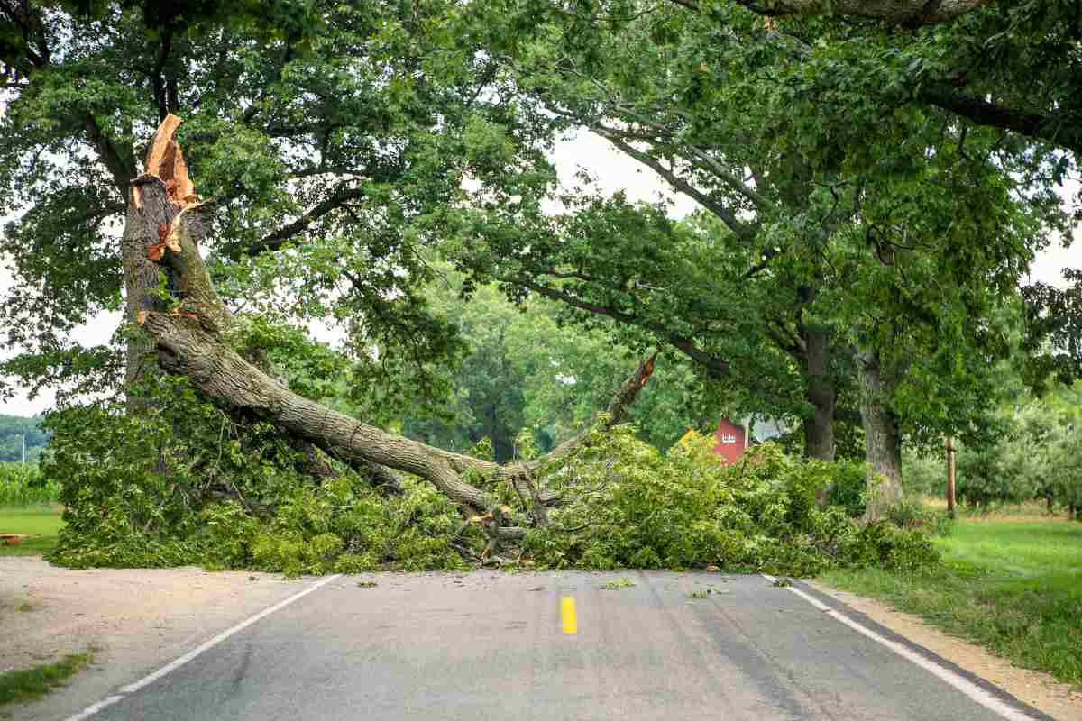 Trees Block Road | Disaster Hot Spots That Will Get You Killed
