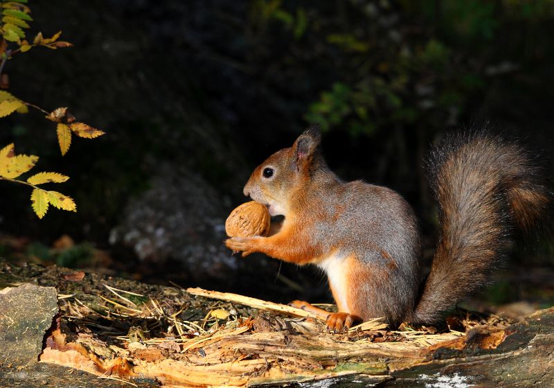 european red squirrel | survival snare wire