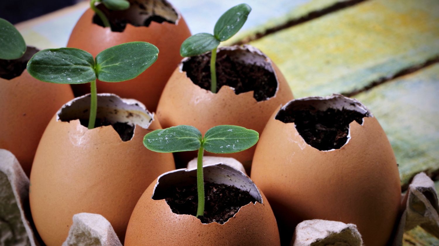 Plants growing in eggshells | Egg Carton Seedlings | Featured