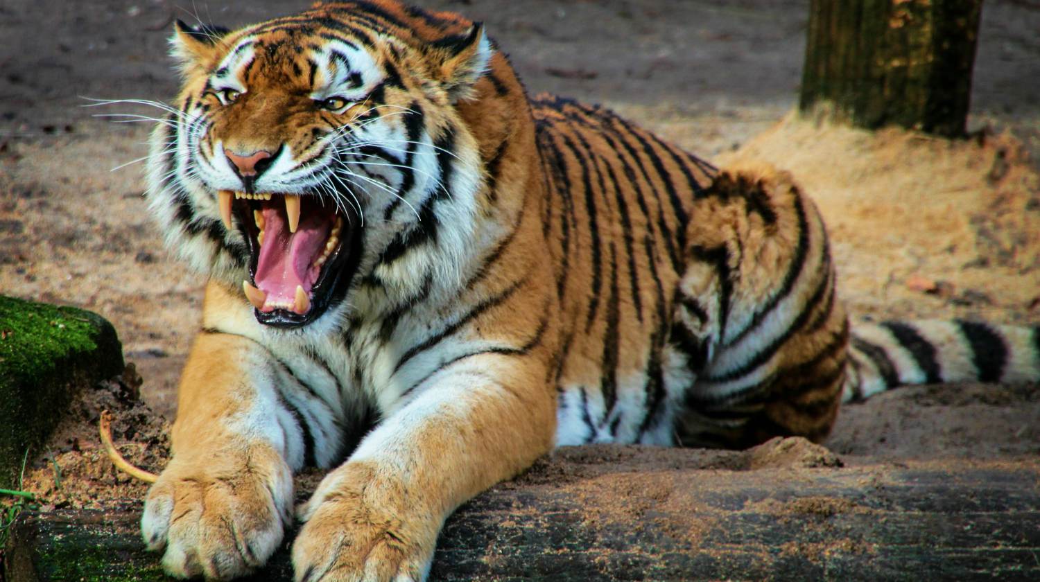 A tiger in nature | How To Survive Animal Attacks | Featured