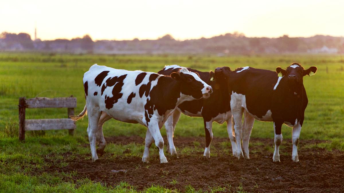 Three black cows and white cows | Best Loans And Grants For Preppers To Jumpstart Your Off-Grid Lifestyle
