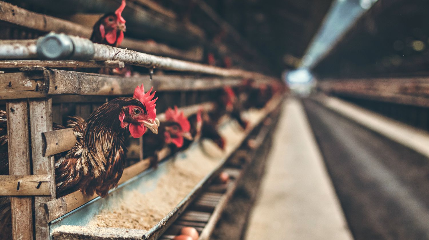 Rooster in brown wooden coop | The Chicken Coop Checklist | chicken coop | how to build a chicken coop | Featured