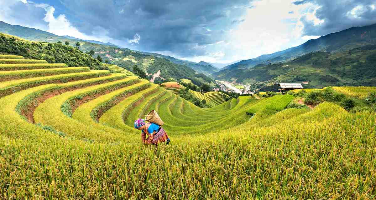 A woman carrying brown basket surrounded by rice | Best Loans And Grants For Preppers To Jumpstart Your Off-Grid Lifestyle