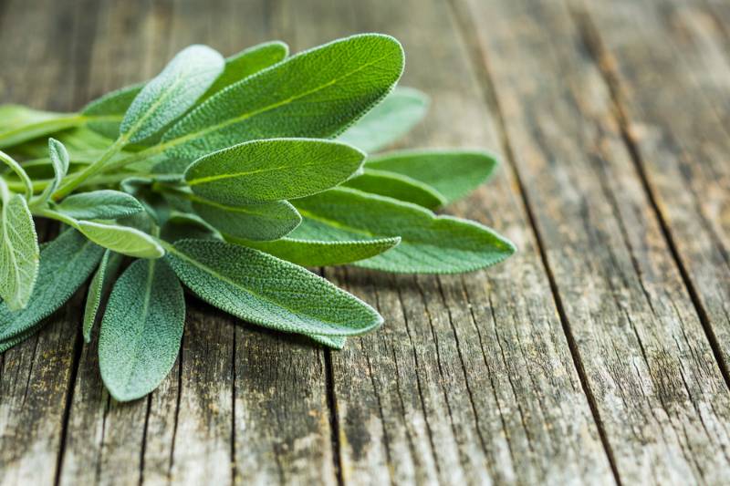 salvia-officinalis-sage-leaves-on-old How to get rid of mosquitoes