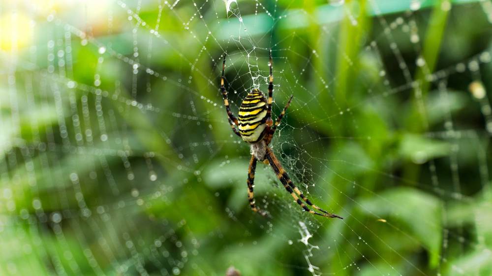 Spider on web | Natural Ways To Repel Spiders | Featured