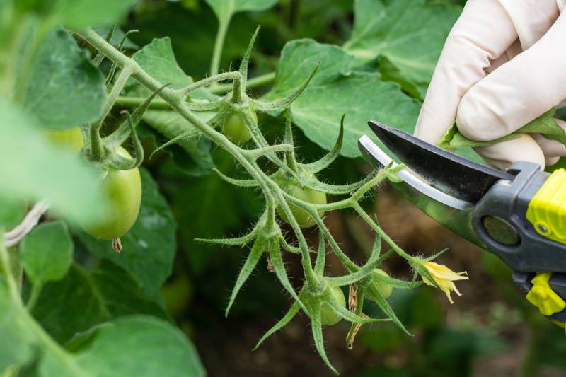 woman-pruning-tomato-plant-branches-greenhouse How to Get Rid of Spiders