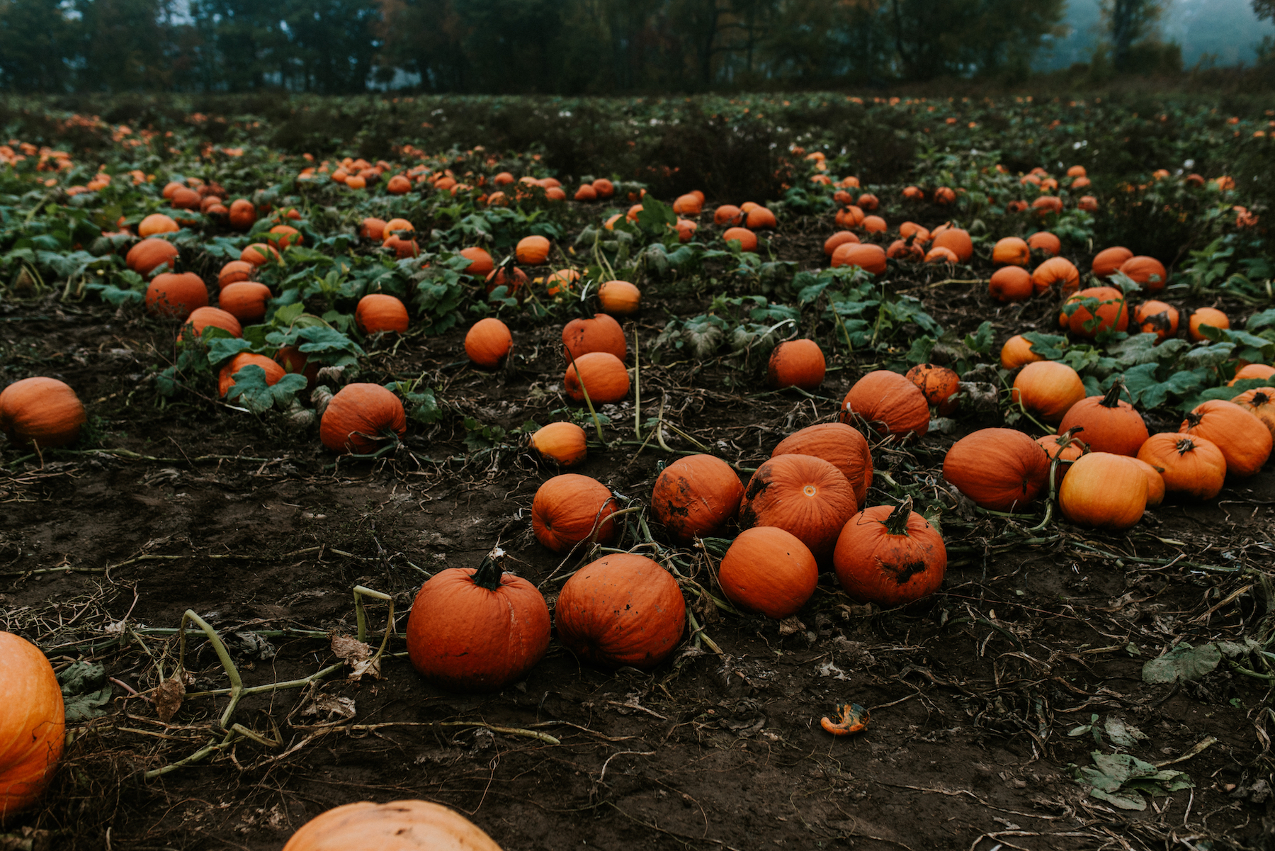 5 Unexpected Ways to Use Pumpkin in Survival