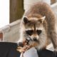 Raccoon looking for food in trash can | raccoon deterrent | featured ss |How To Get Rid of Raccoons