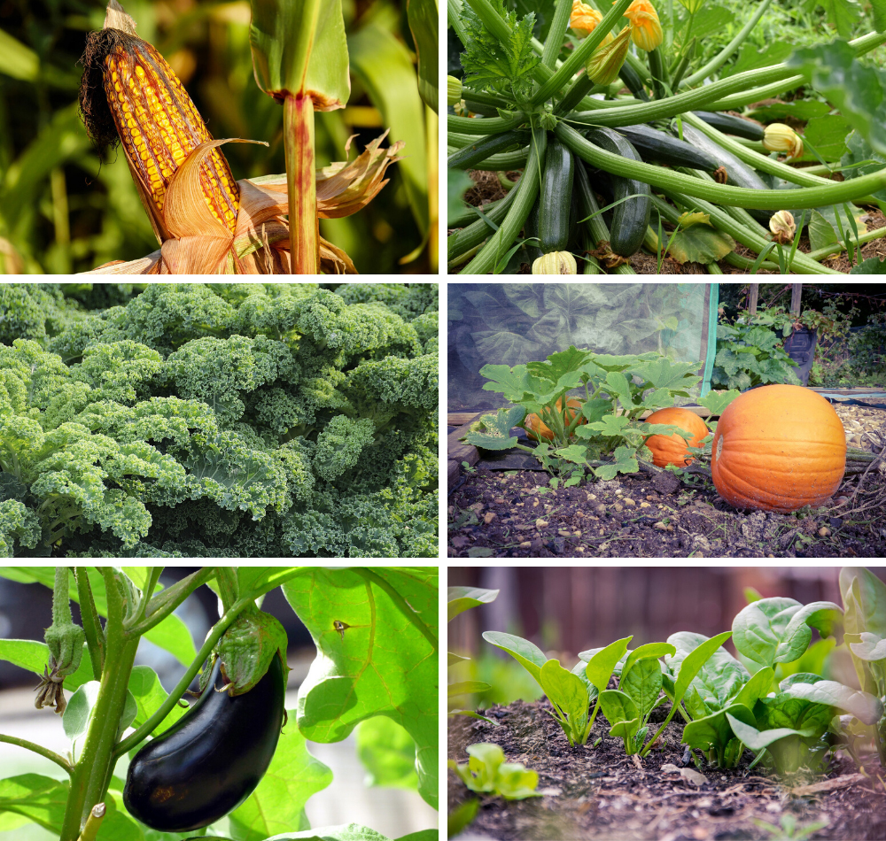 Annuals | Best Plants for your Survival Garden