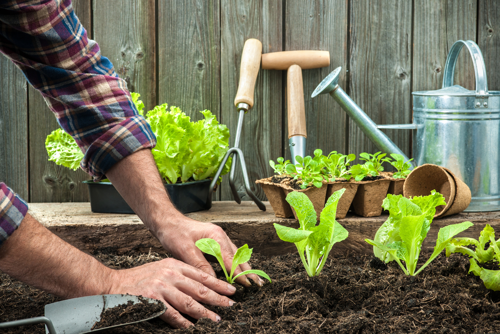Feature | Americans Take Up Gardening as Food Shortages Continue