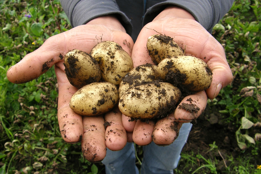 Potato Farming | Why Potatoes Should be the First Crop in Your Backyard Garden