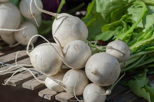 Turnips | Vegetables to Grow Now for a Quick Harvest | vegetable garden plants